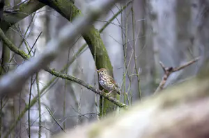 Zanglijster Tak Natuurfotografie Bosvogel Gevlekte Borst