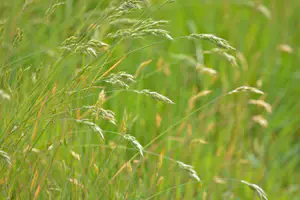 Dansende grassprieten in de wind