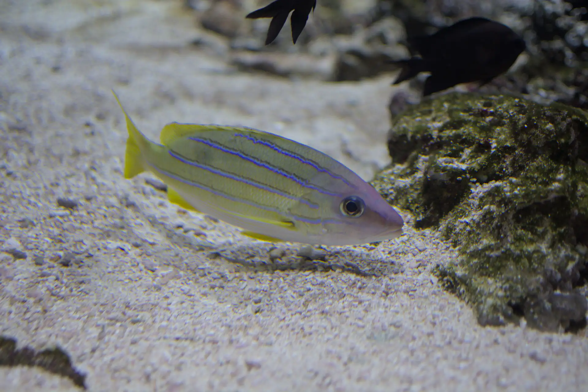 Kasmira-snapper