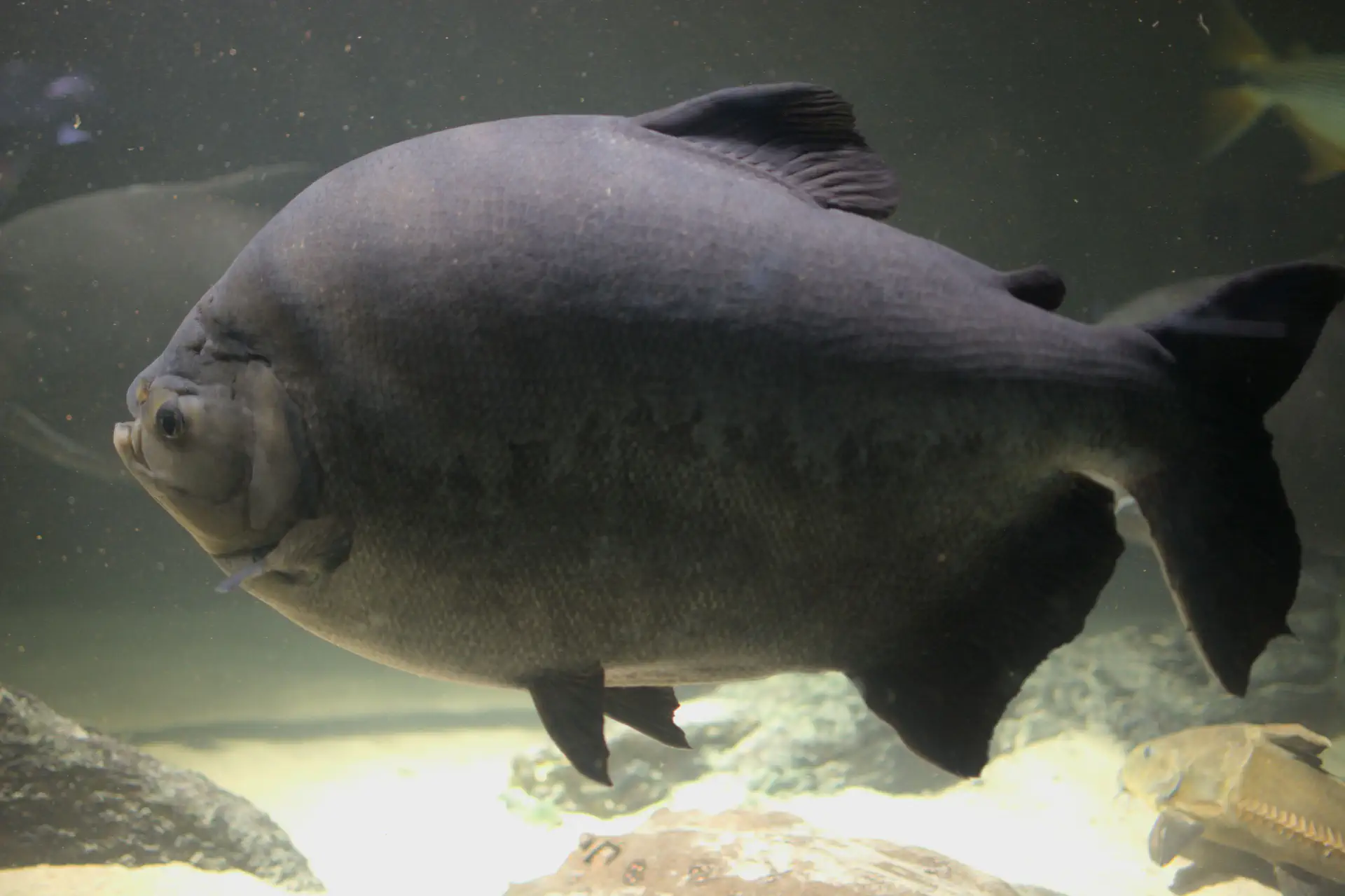 Pacu