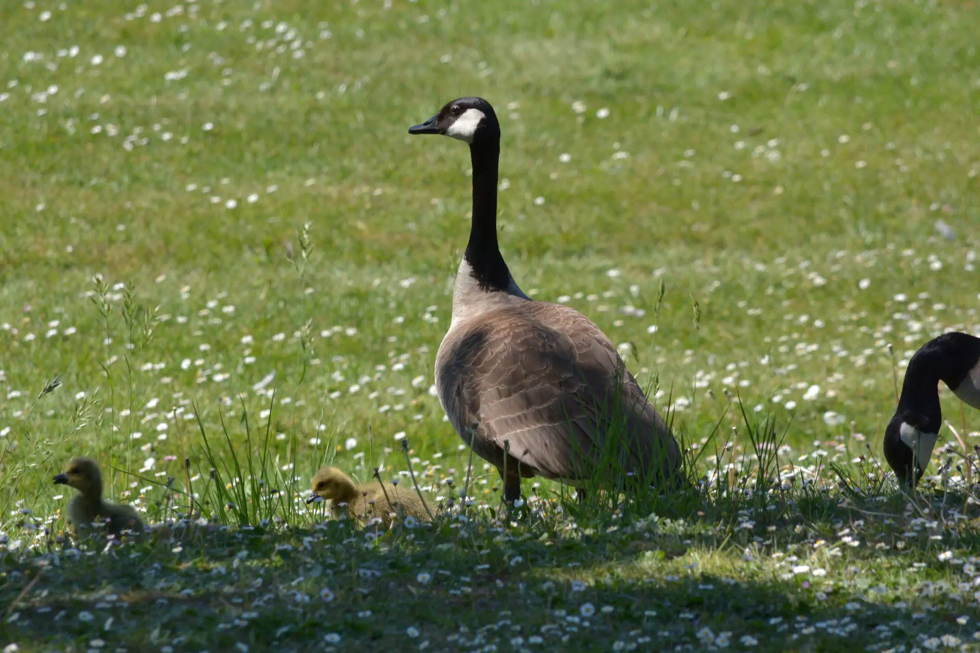 Canadese Gans met Kuikens
