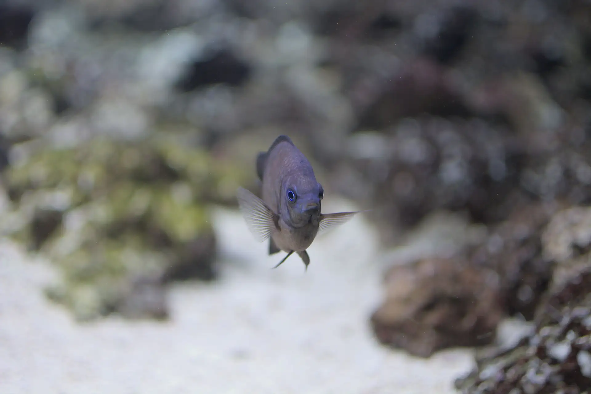 Copadichromis parvus