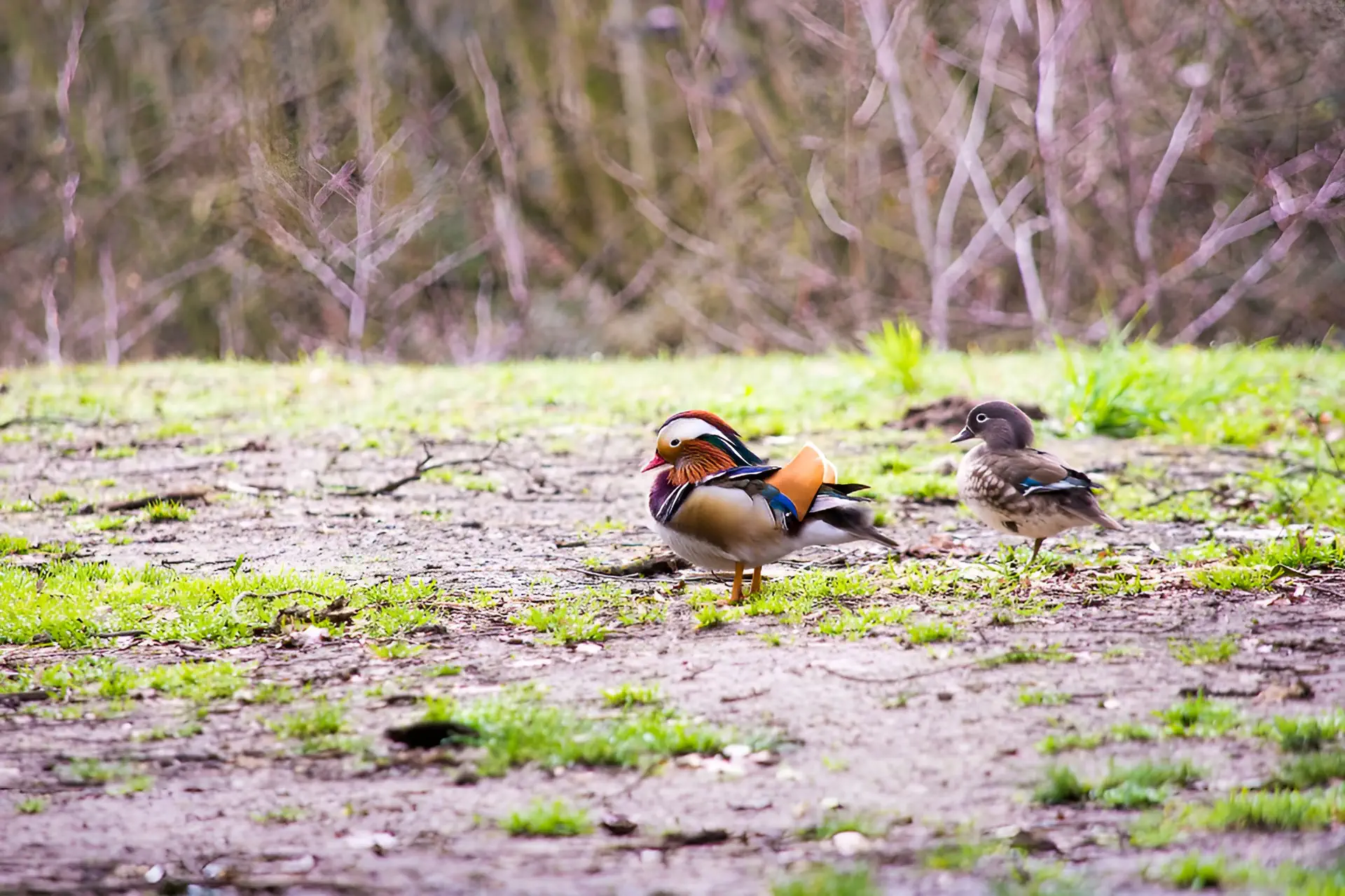 Mandarijneend Paar Watervogels Natuurfotografie Kleurrijk Verenkleed