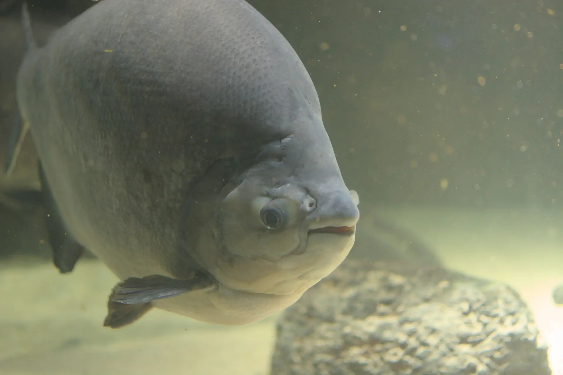 Nieuwsgierige pacu