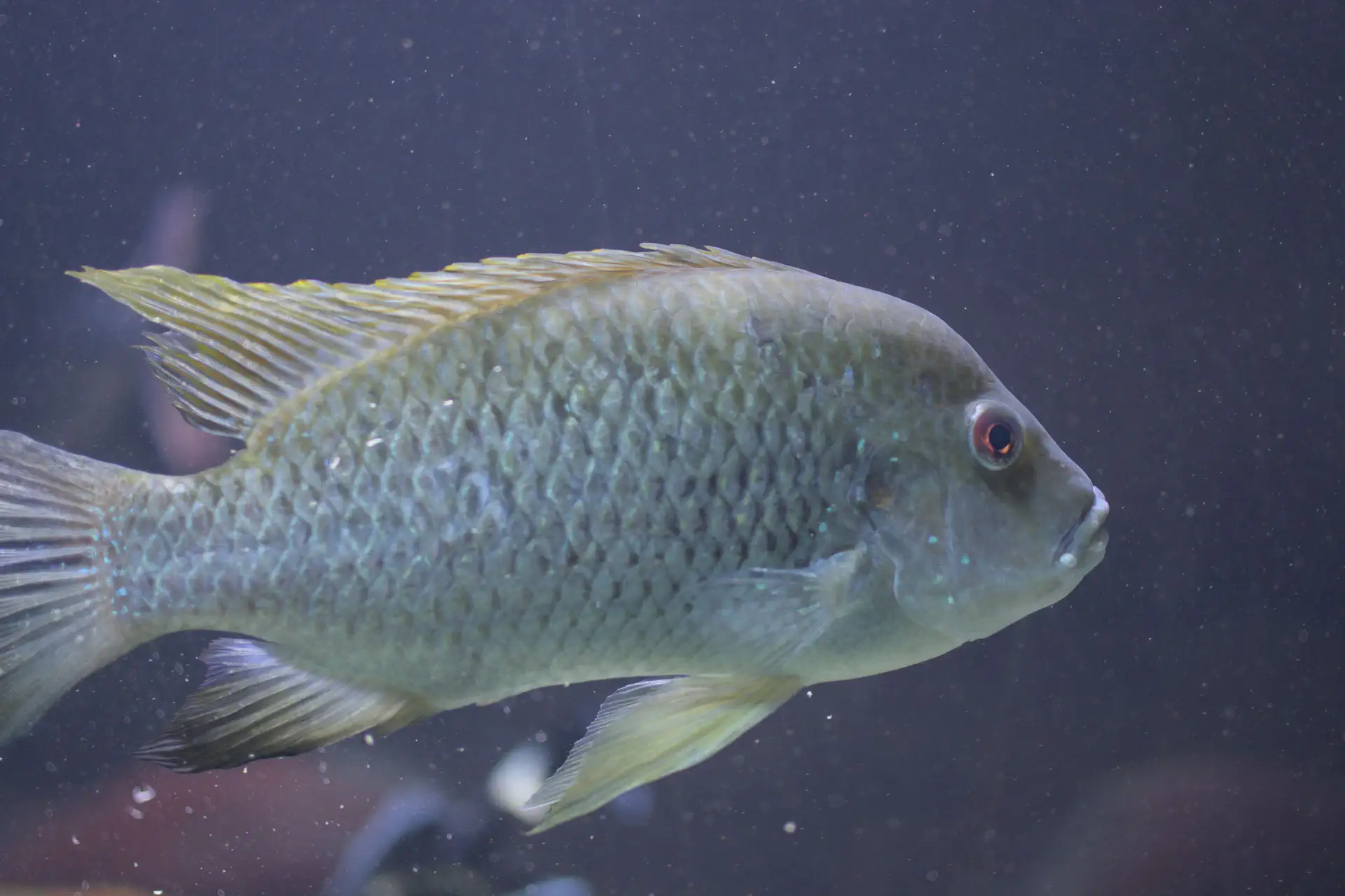 Tilapia
