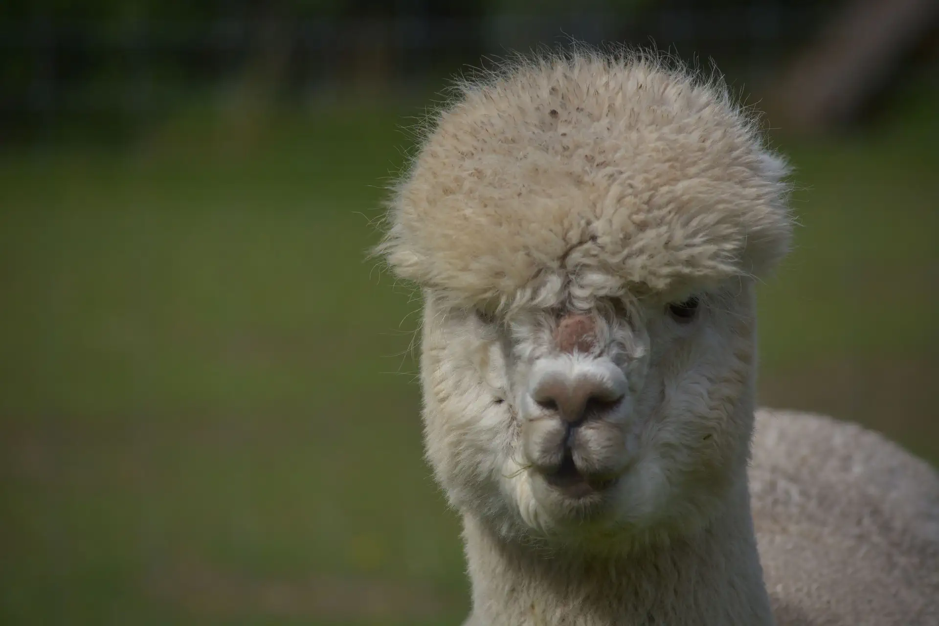 Pluizige blik van de alpaca
