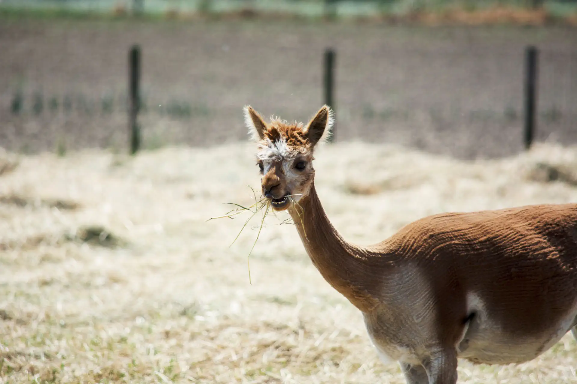 Alpaca grazend in omheind gebied