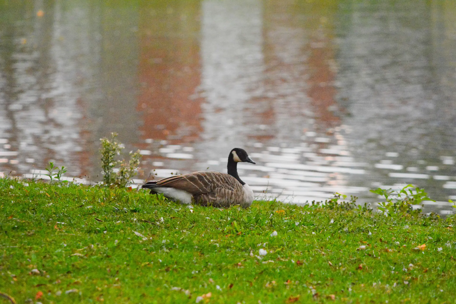 Canadese gans