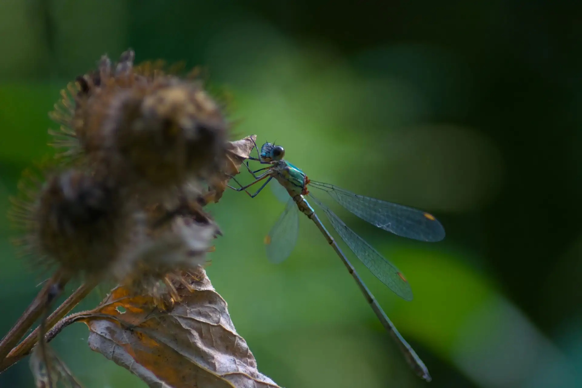 Libelle