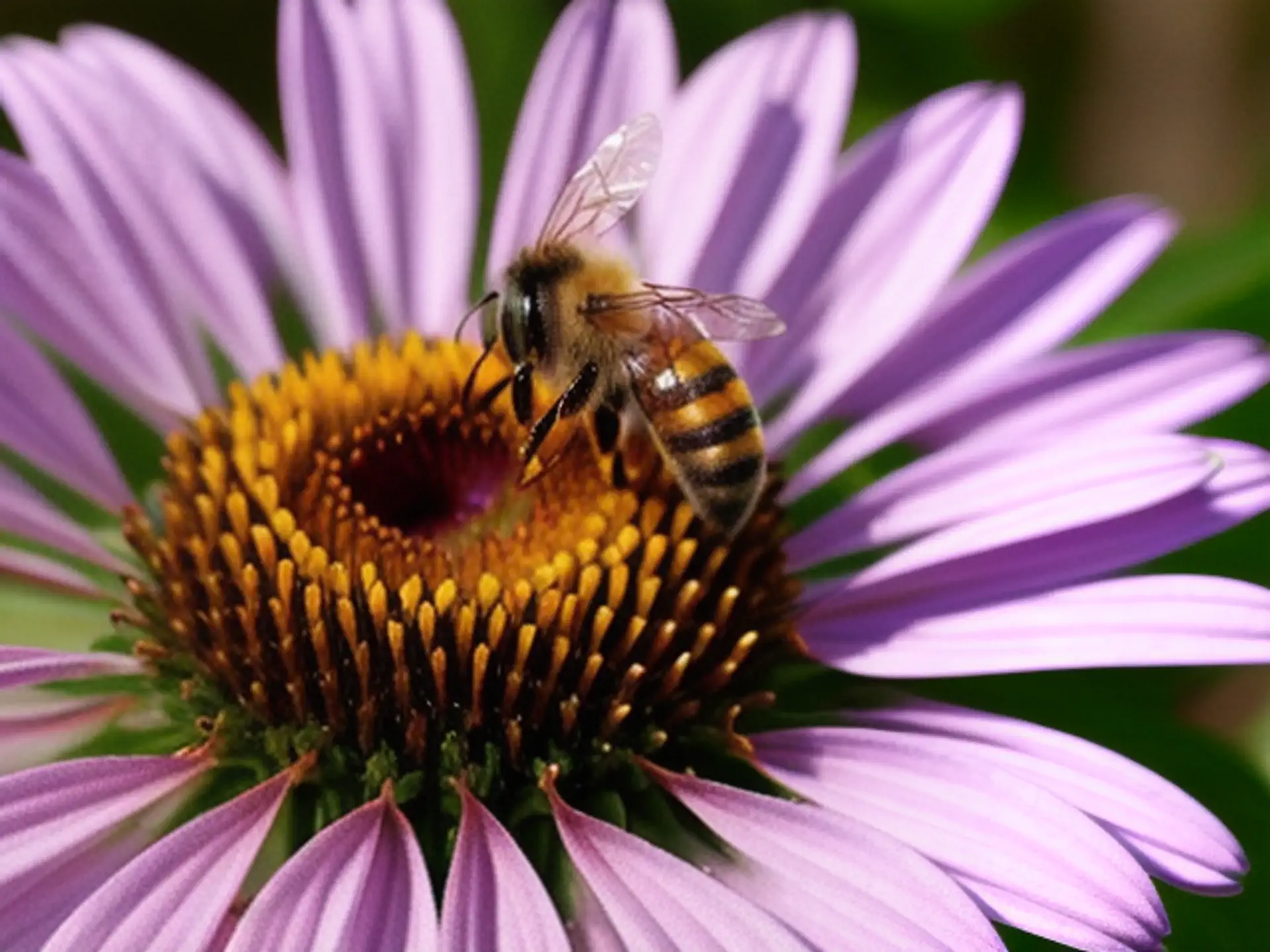 Honingbij verzamelt nectar op paarse echinacea bloem in close-up