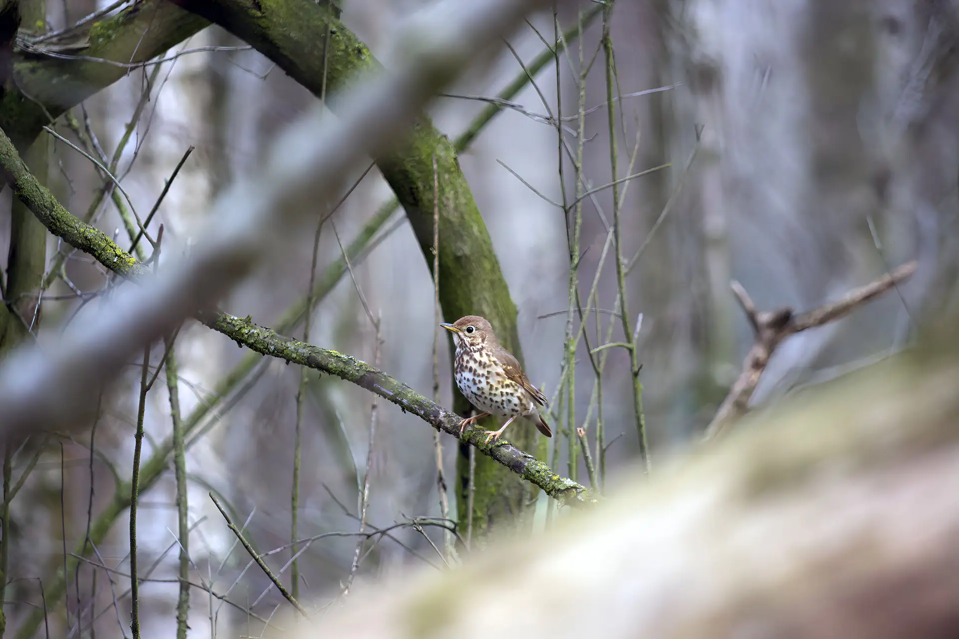 Zanglijster Tak Natuurfotografie Bosvogel Gevlekte Borst