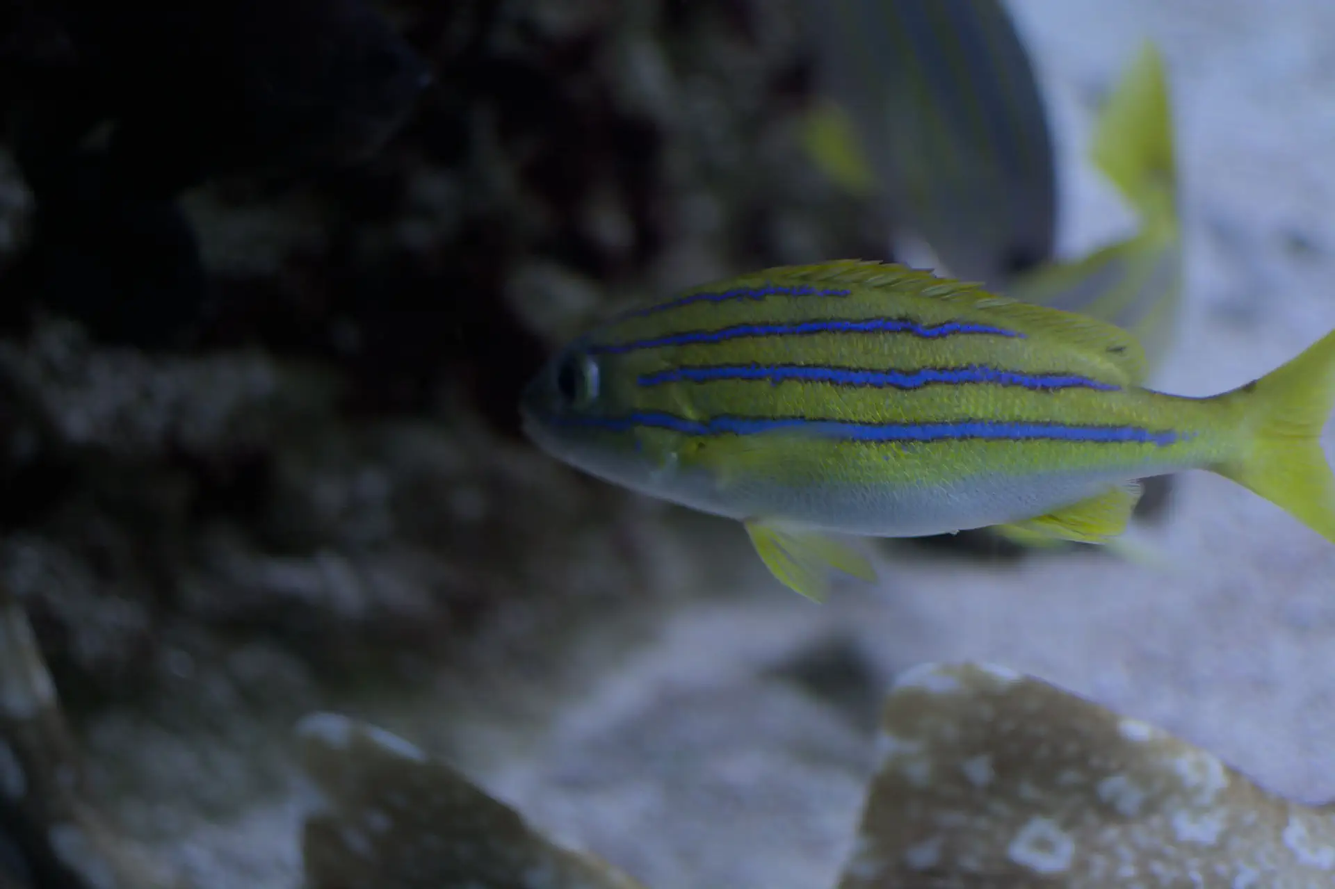 Blauwgestreepte snapper
