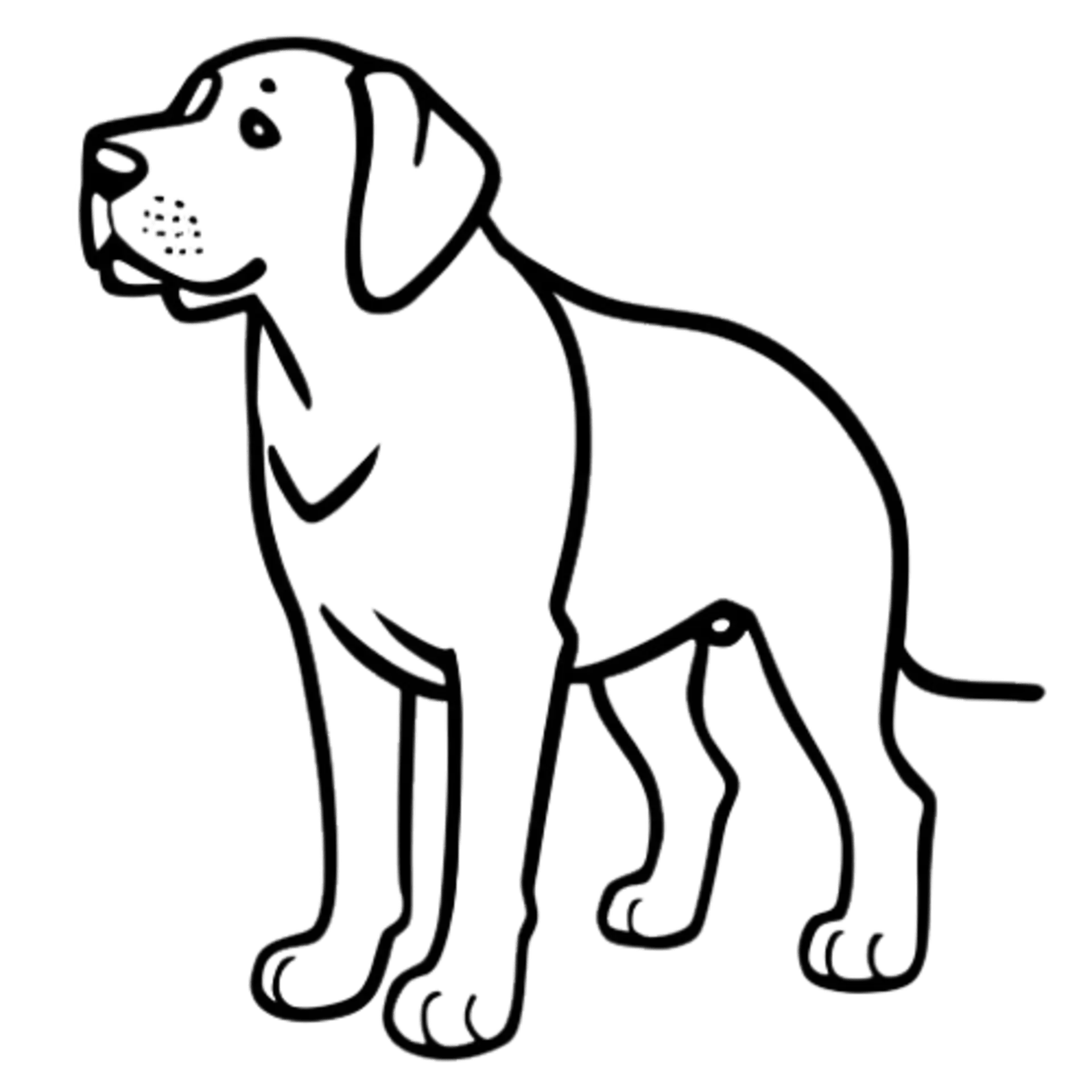 Labrador Retriever Lijntekening