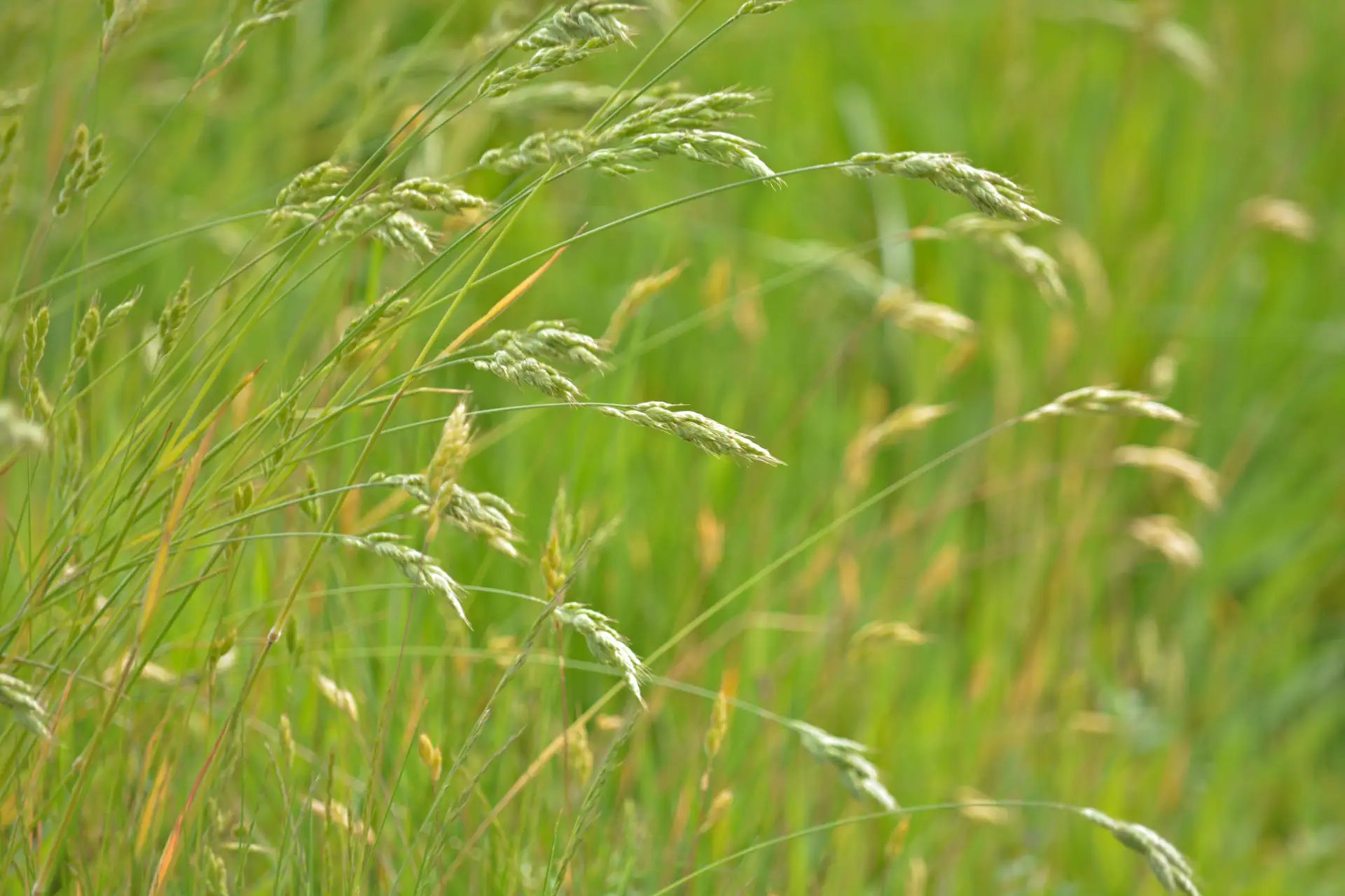 Dansende grassprieten in de wind