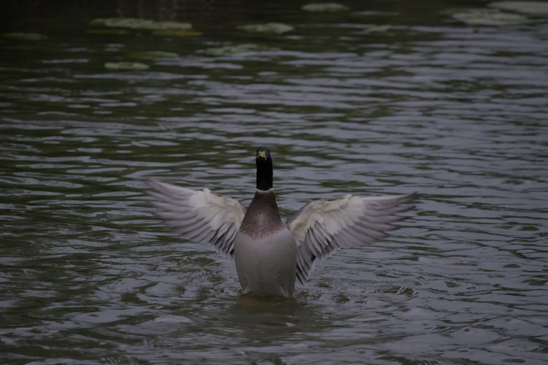 Wilde eend met gestrekte vleugels in het water