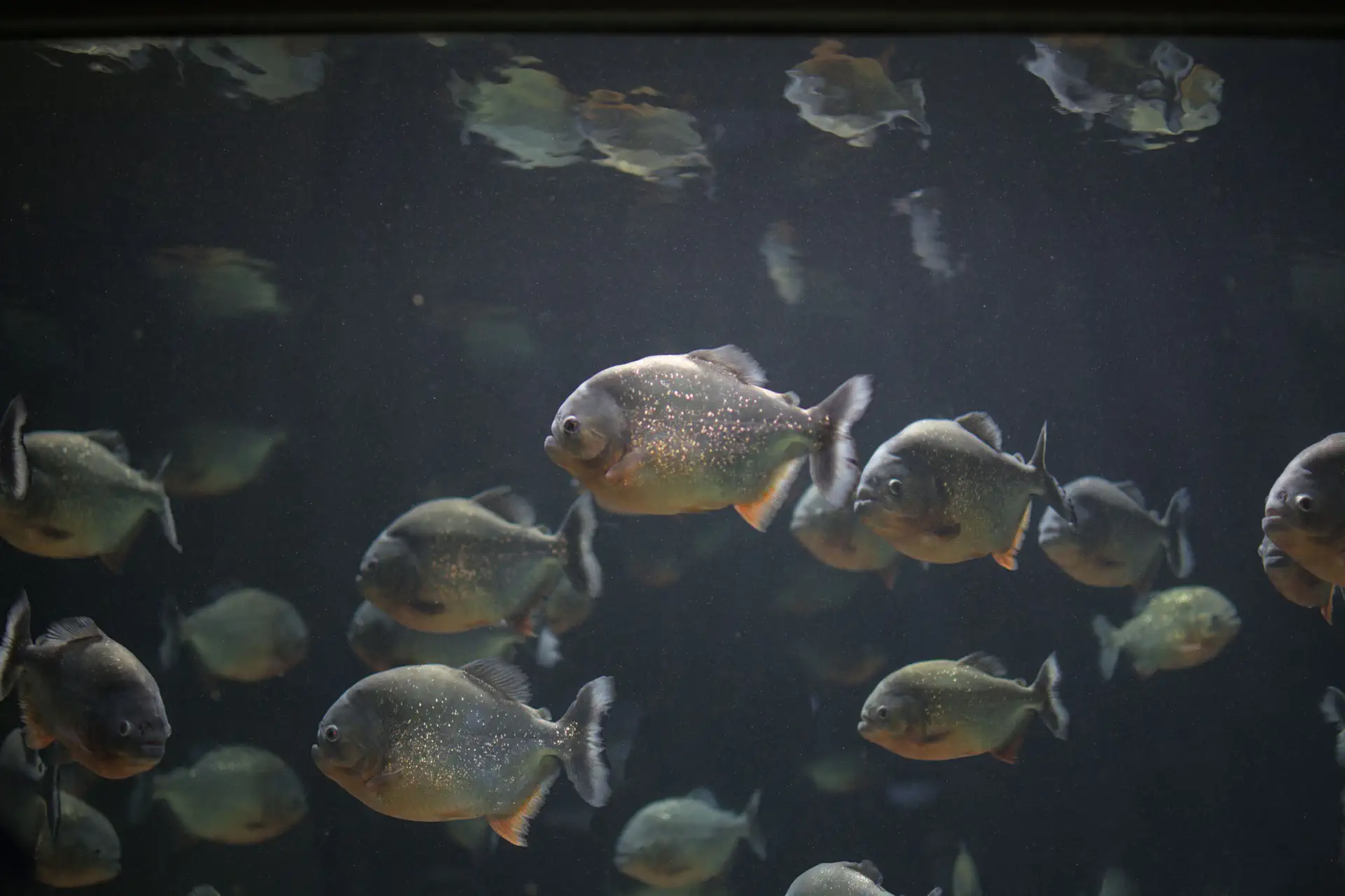 Piranha's