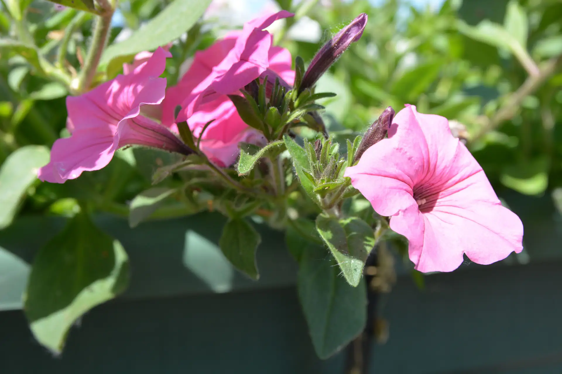 Roze Petunia's in Bloei