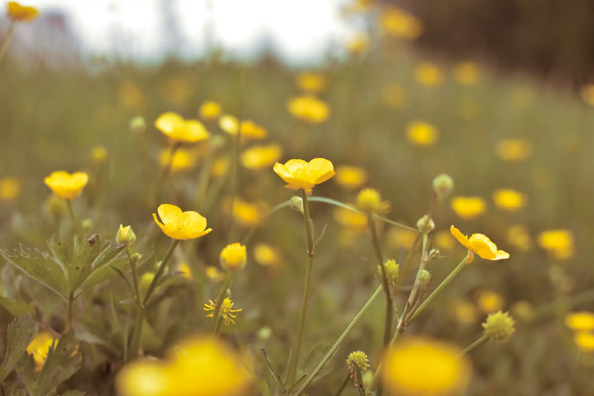 Gouden tapijt van boterbloemen