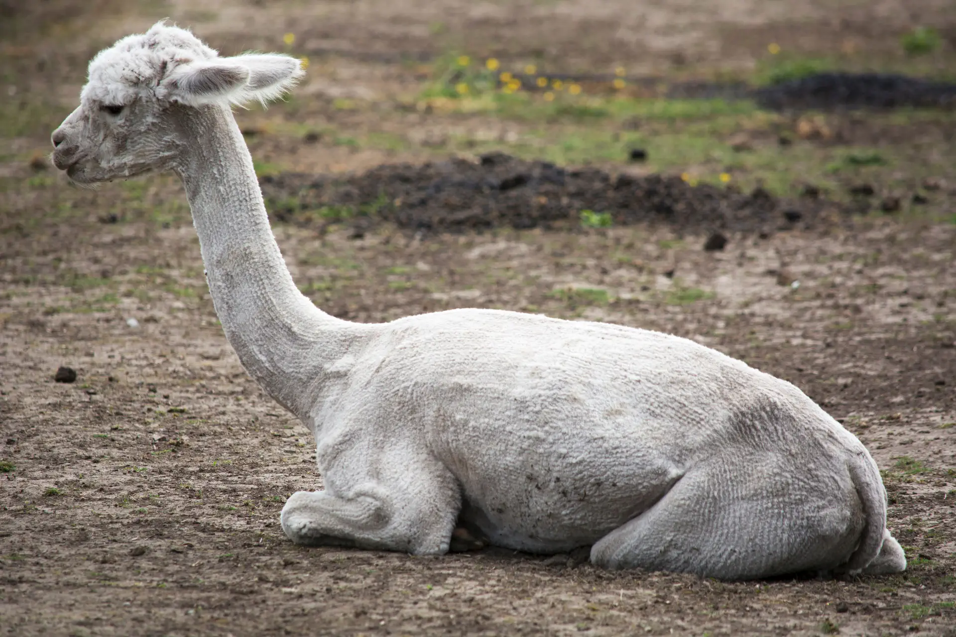 Alpaca wit exemplaar rustend op grond