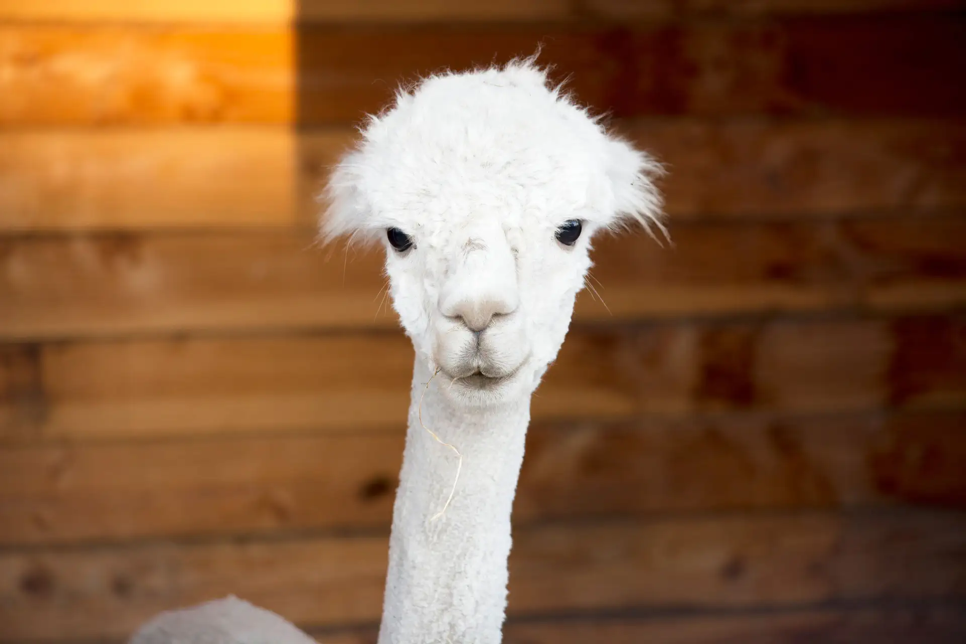 Alpaca portret witte vacht tegen houten achtergrond
