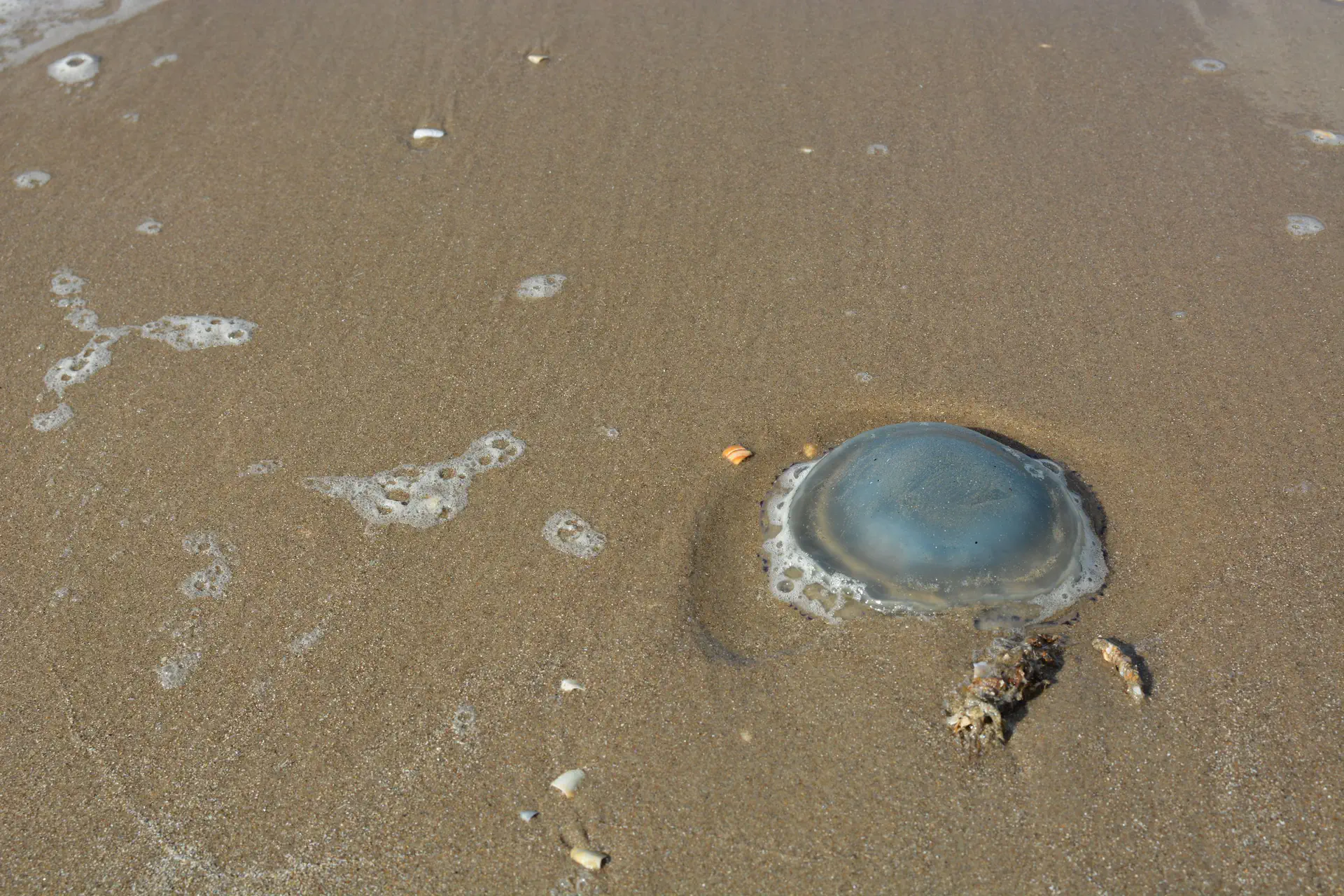 Kleine kwal op het zand